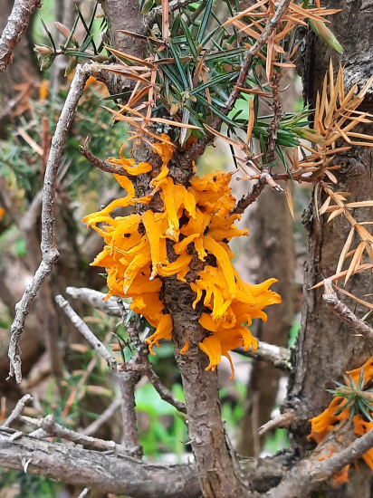 Možno Pepo pomôže..