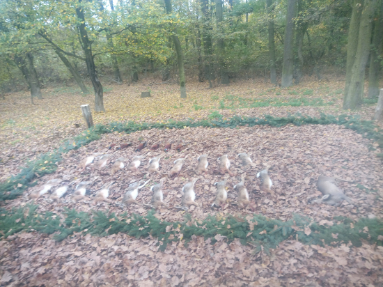 Prvá spoločná poľovačka