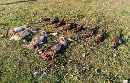 Spoločná poľovačka 16.11.