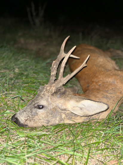 Srnec na padesátku.