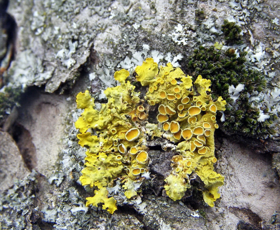 lišajník-diskovník múrový
