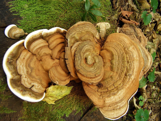 lesklokôrovka plochá