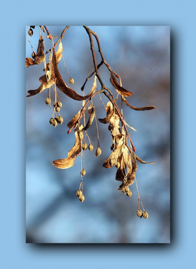 lipa malolistá /semeno/