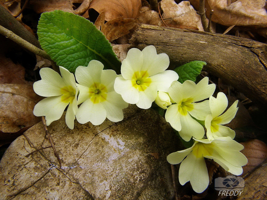 prvosienka bezbyľová