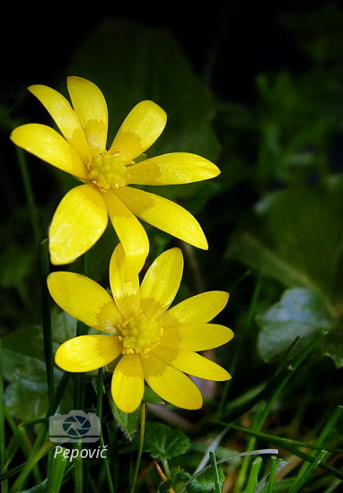 blyskáč cibulkatý