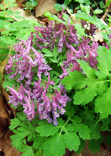 chochlačka plná --Corydalis solida