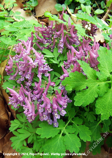 chochlačka plná --Corydalis solida