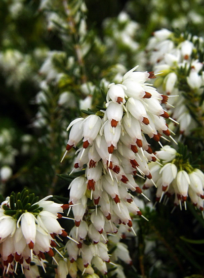 vresovec--- Erica lusitanica