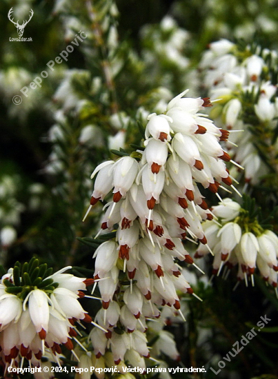 vresovec--- Erica lusitanica