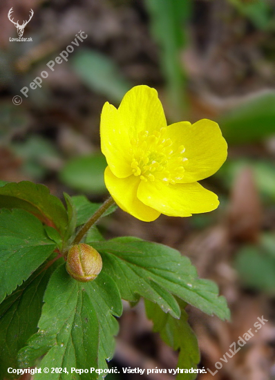 veternica iskerníkovitá-- Anemone ranunculoides