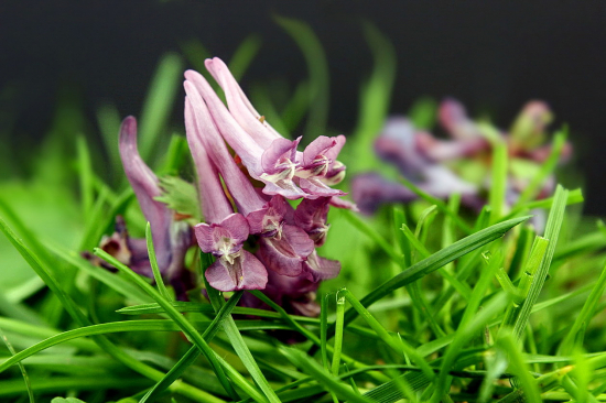 chochlačka plná --Corydalis solida