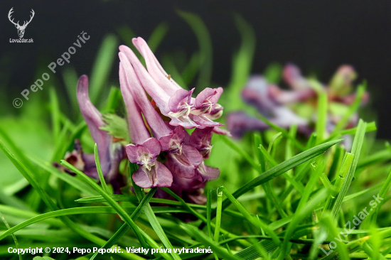 chochlačka plná --Corydalis solida