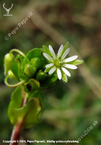 mäkkuľa vodná --Myosoton aquaticum