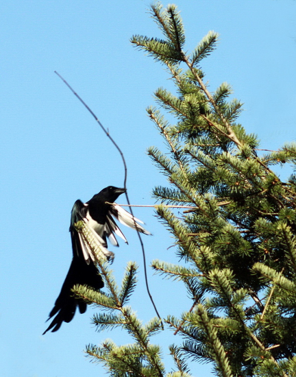straka obyčajná...Pica Pica