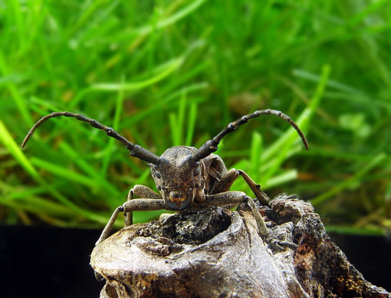 fúzač vrbový  ..Lamia Textor