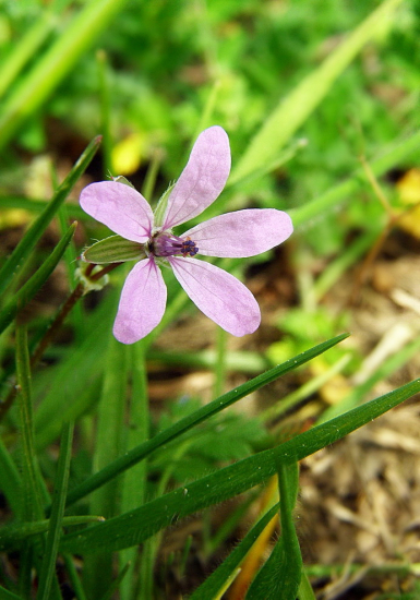 bociannik rozpukovitý