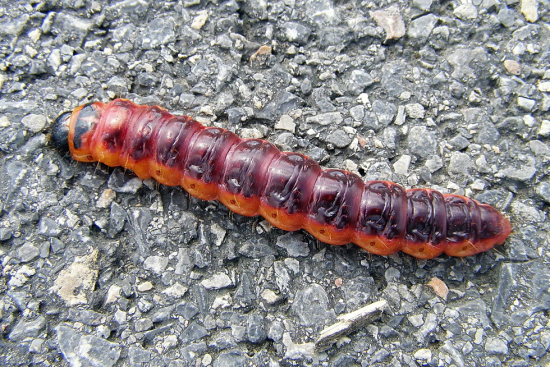 drevotoč obyčajný,