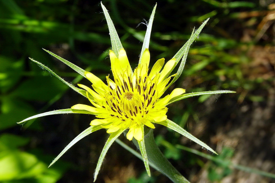 kozobrada kyjačikovitá-- Tragopogon dubius Scop.