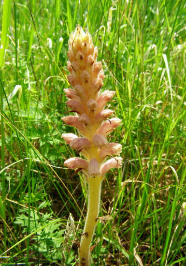 záraza alsaská---Orobanche alsatica