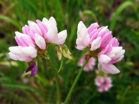 ranostaj pestrý,, Securigera varia (L.) Lassen