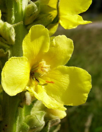 divozel veľkokvetý