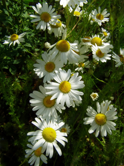 rumanček kamilkový Matricaria recutita L.