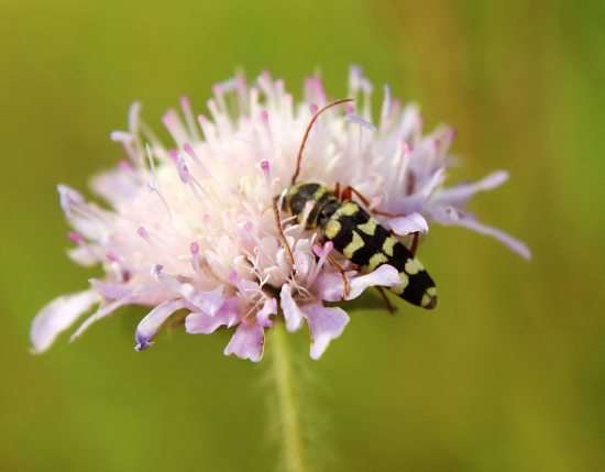 fúzač  -Plagionotus floralis