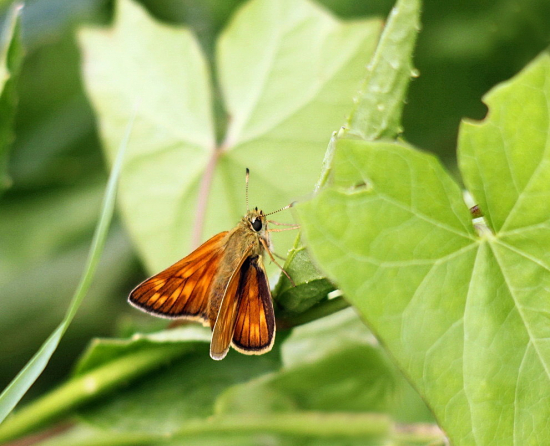 súmračník hrdzavý