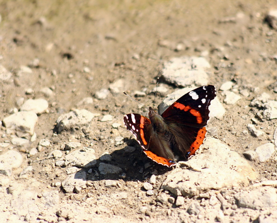 babôčka admirálska