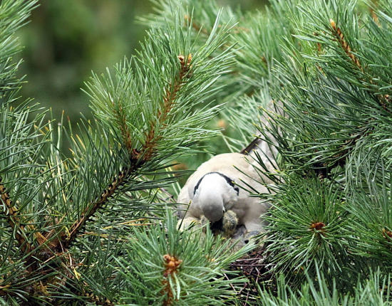 hrdlička záhradná