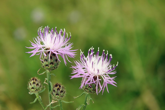 nevädzka porýnska- Acosta rhenana