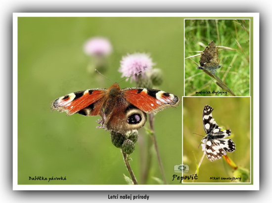 motýle