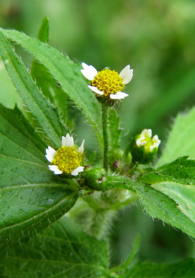 žltnica pŕhľavolistá-- Galinsoga urticifolia