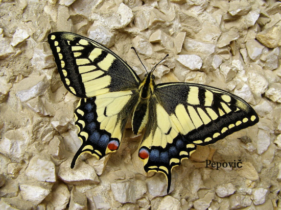 Papilio machaon