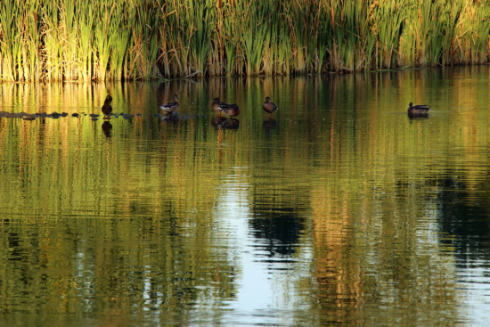podvečer pri jazere
