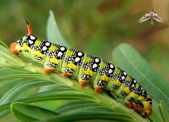 lišaj mliečnikový