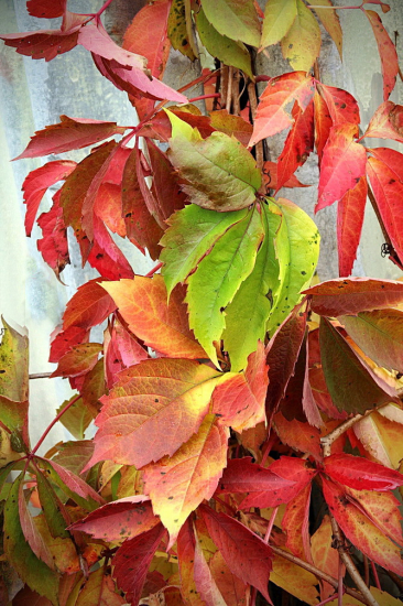 pavinič  päťlistý /psie víno/