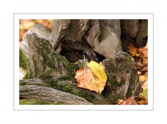 lipový na starom pni