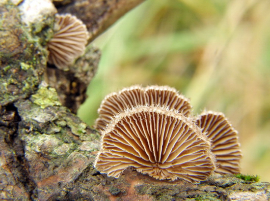 klanolupeňovka obyčajná