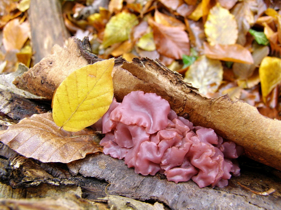 jesenný nález v lístí