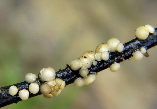 na konáriku v bystrine