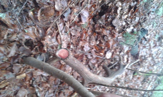 krasavec z maladinky