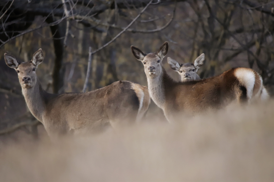 Jelenička a jej potomstvo