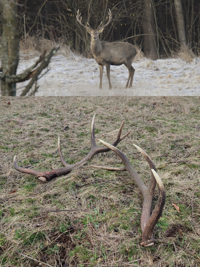Pár a jeho majiteľ