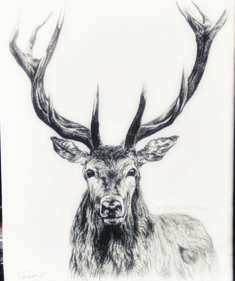 Cervus elaphus