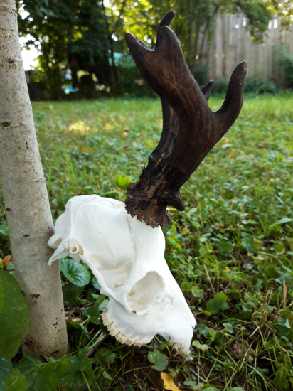 bojovník po úprave