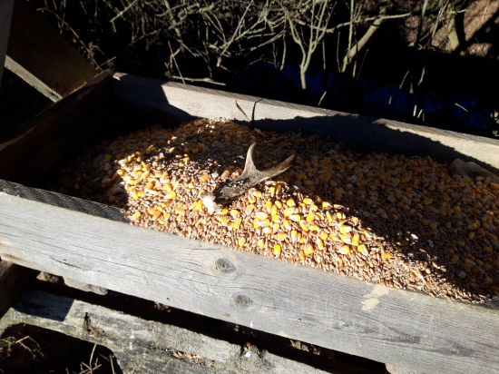 vianočné poďakovanie