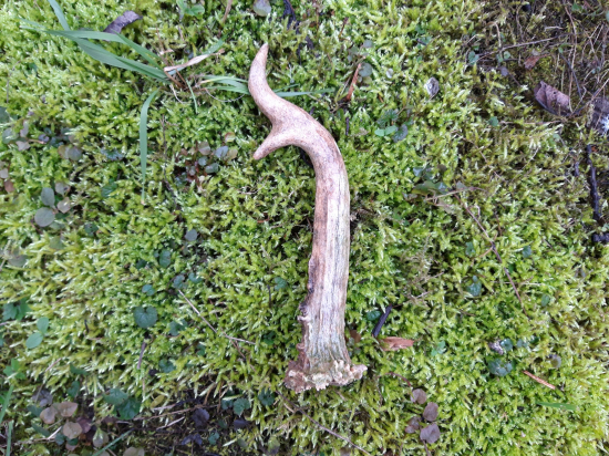 zaujímavý spiatočník