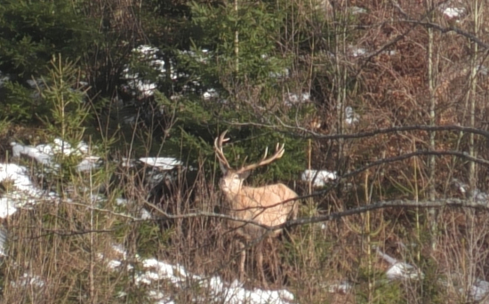 Dnešná vychádzka 3