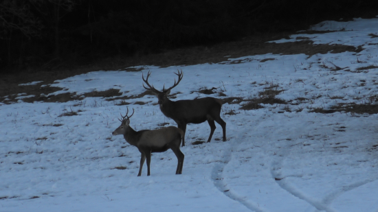 Dnešná vychádzka.